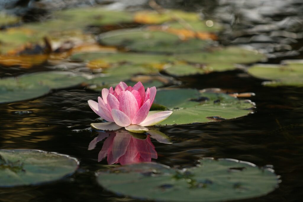 flower, beautiful flowers, lotus-1845520.jpg